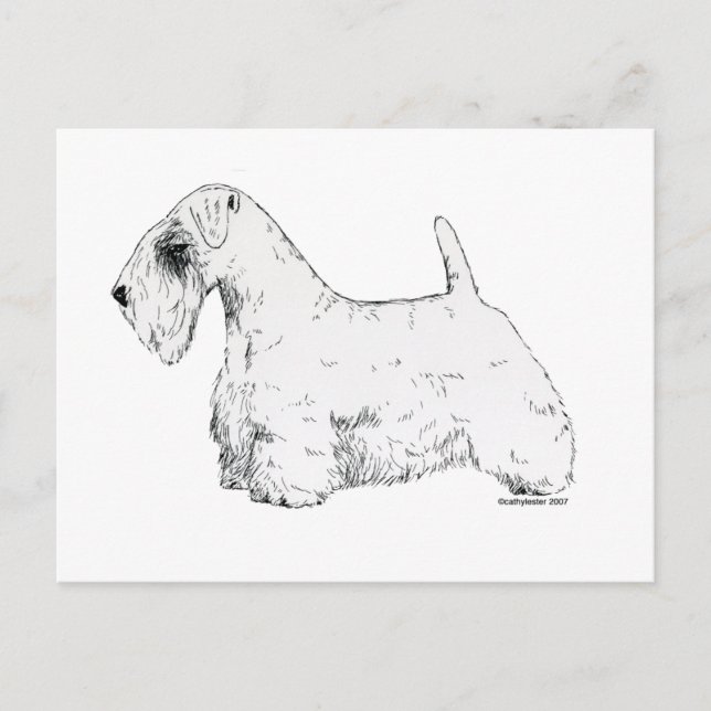 Carte Postale Sealyham Terrier (Devant)