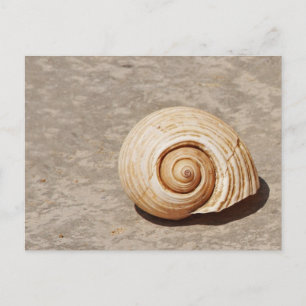 Carte Postale SeaShell