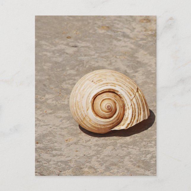 Carte Postale SeaShell (Devant)