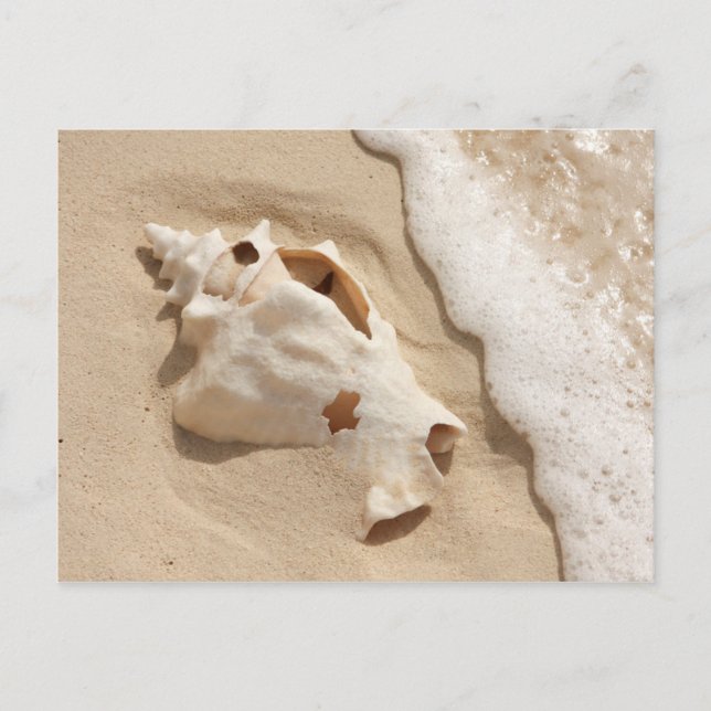 Carte Postale Seashell | Grand Turk Caribbean Island (Devant)