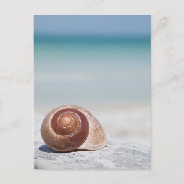Carte Postale Seashell Saint-Pétersbourg (Devant)