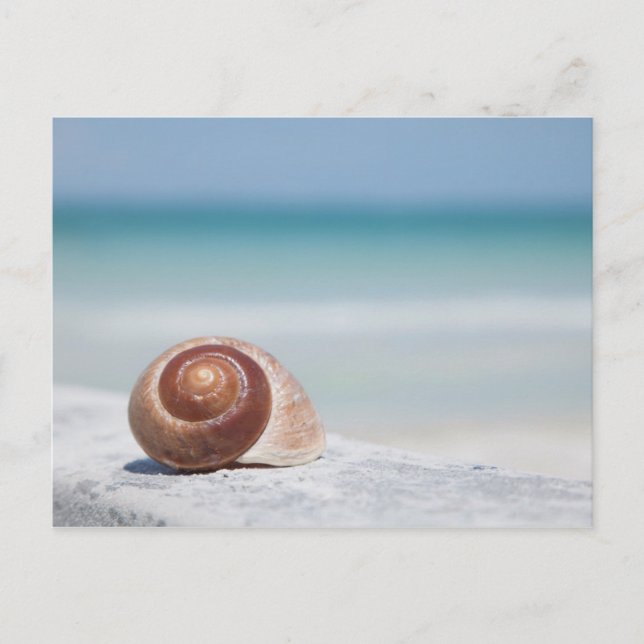 Carte Postale Seashell | Saint-Pétersbourg, Floride (Devant)