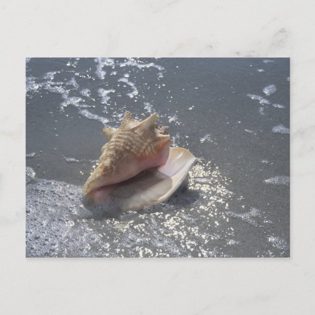 Carte Postale Seashell | Sanibel Island, Floride (Devant)