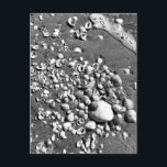 Carte Postale Seashells Beach Noir & Blanc Floride Photo<br><div class="desc">Bonjour ! J'espère que vous aimez cette photo que j'ai capturée lors de mes voyages. N'hésitez pas à ajouter votre propre texte ! Regardez mon magasin pour plus de détails.</div>