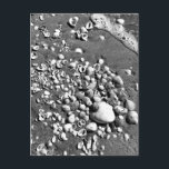 Carte Postale Seashells Beach Noir & Blanc Floride Photo<br><div class="desc">Bonjour ! J'espère que vous aimez cette photo que j'ai capturée lors de mes voyages. N'hésitez pas à ajouter votre propre texte ! Regardez mon magasin pour plus de détails.</div>