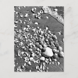 Carte Postale Seashells Beach Noir & Blanc Floride Photo