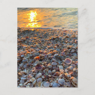 Carte Postale Seashells Beach Sunset Clearwater Floride Photo