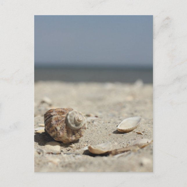 Carte Postale Seashells On Sand By the Sea (Devant)