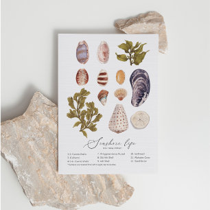 Carte postale Seashore Life