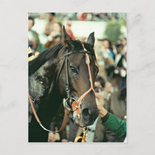 Carte Postale Seattle Slew Thoroughbred 1978