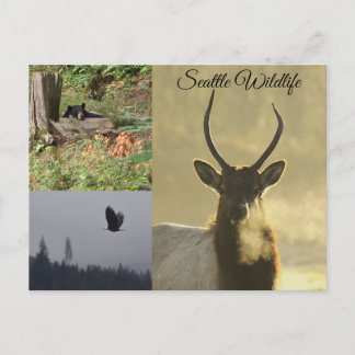 Carte Postale Seattle Wildlife