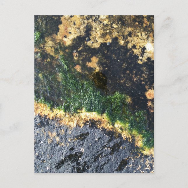 Carte Postale seawall seaweed maine (Devant)