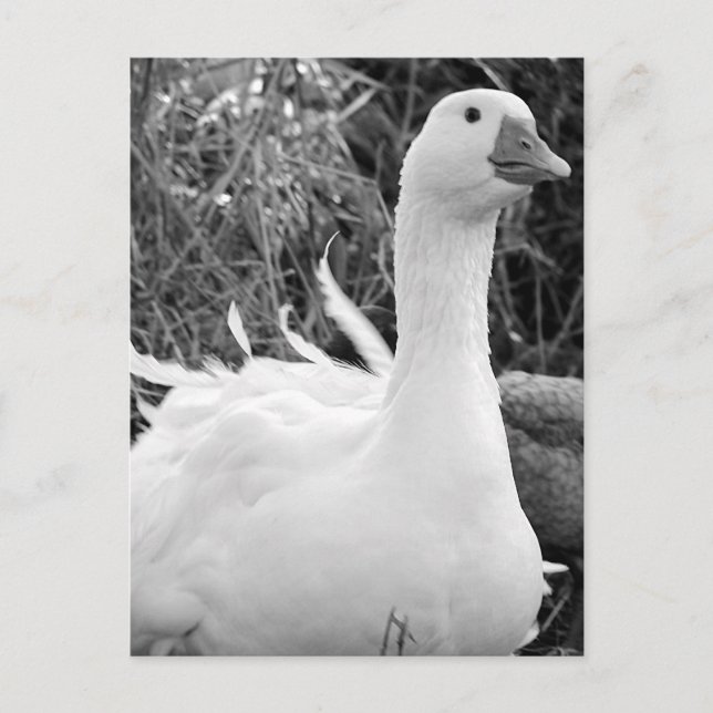 Carte Postale Sebastopol Goose (Devant)