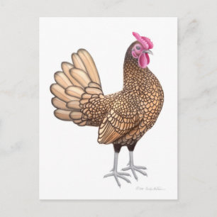 Carte postale Sebright Bantam Rooster