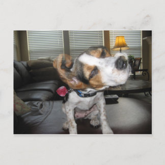 Carte Postale Secouer le beagle