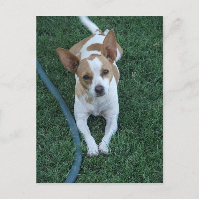 Carte Postale Secouru (Devant)