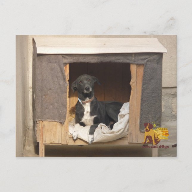 Carte postale secourue Nowzad (Devant)