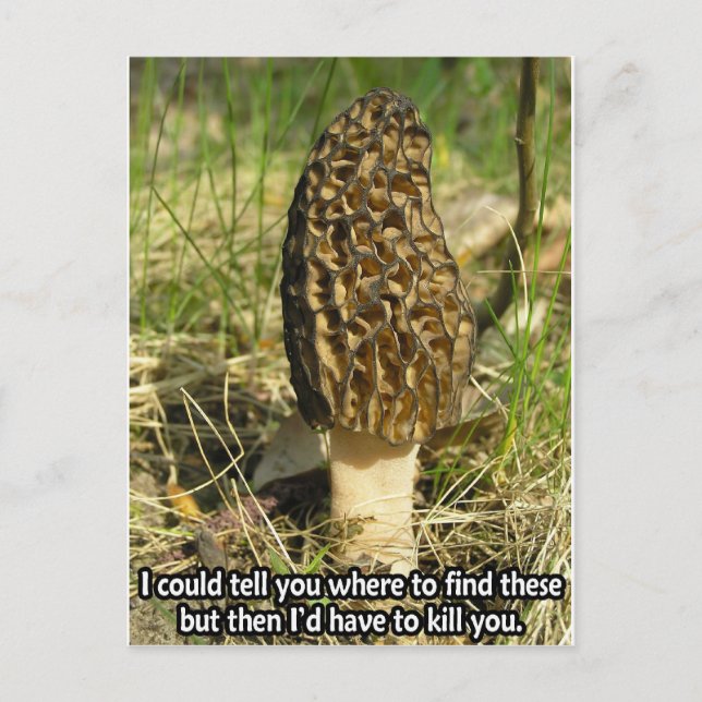 Carte Postale Secret du chasseur Morel (Devant)