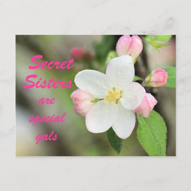 Carte Postale Secret Soeur Apple Blossom - personn (Devant)