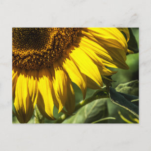 Carte postale - Secrets de Tournesol