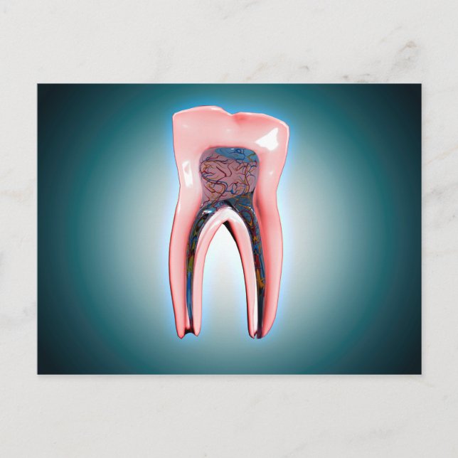 Carte Postale Section D'Une Dent Humaine (Devant)