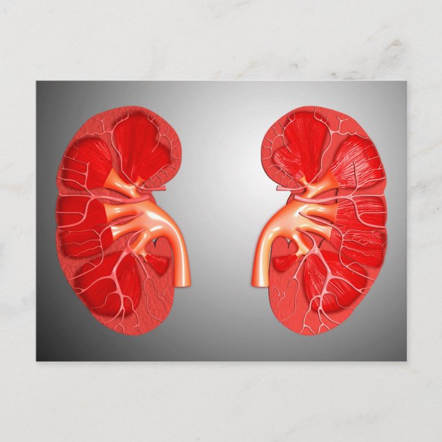 Carte Postale Section Transversale Du Rein Humain (Devant)