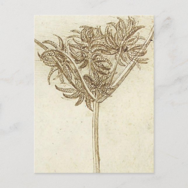 Carte Postale Sedge.jpg par Leonardo da Vinci (Devant)