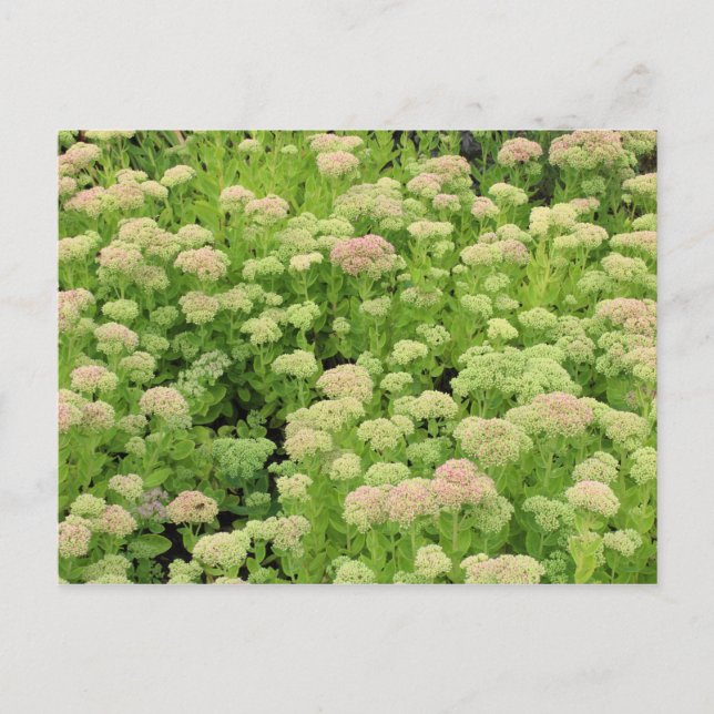 Carte Postale Sedum Autumn Joy (Devant)