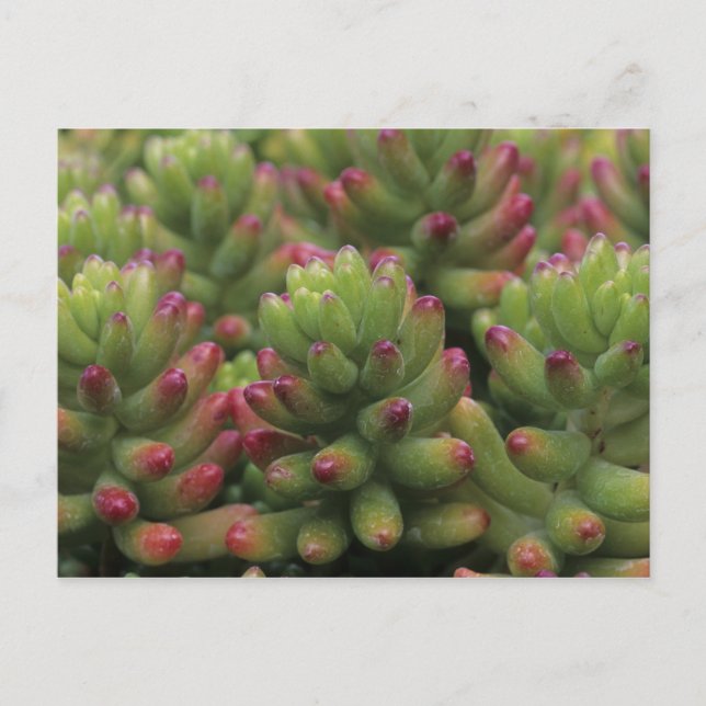 Carte Postale Sedum plante, Arizona-Sonora Desert Museum, (Devant)