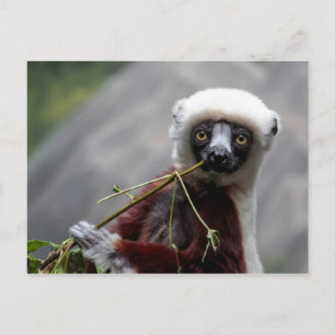 Carte Postale Sefaka Lemur Faune Photo Animal