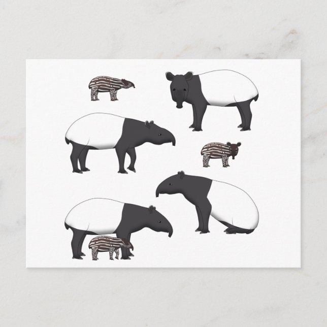 Carte Postale Sélection de Schabrackentapir (Devant)