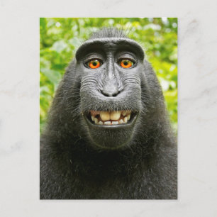 Carte Postale Selfie de singe