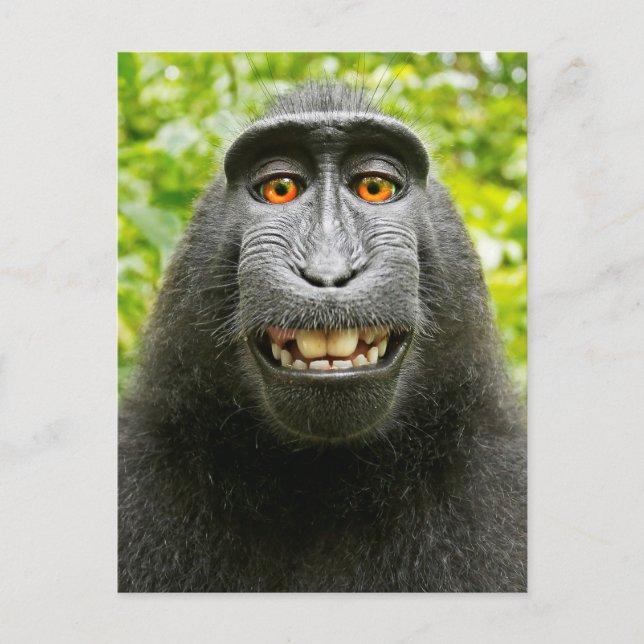 Carte Postale Selfie de singe (Devant)