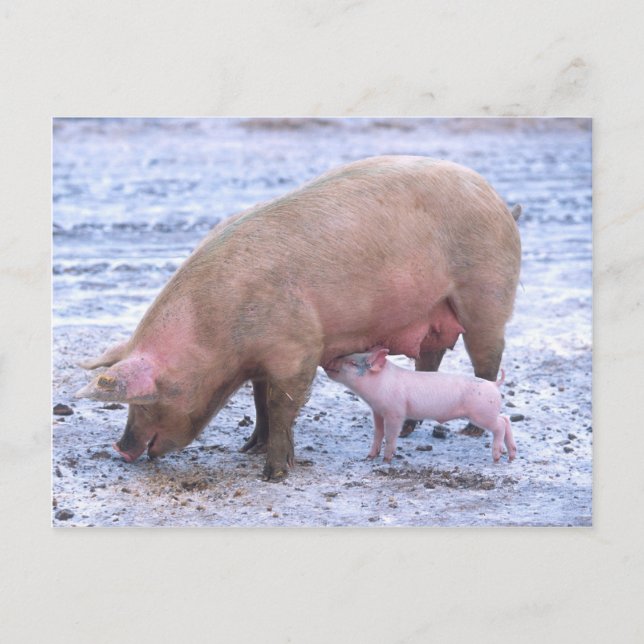 Carte Postale Semence et pignon (Devant)