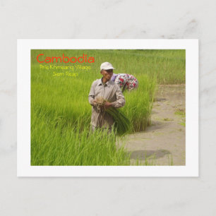 Carte Postale Semis de riz transplantés au Cambodge