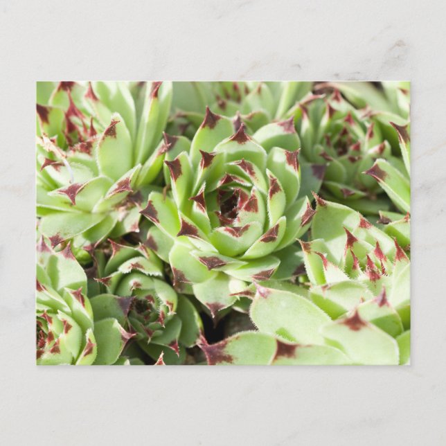 Carte Postale Sempervivums (Devant)