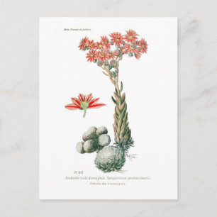 Carte Postale Semprvivum arachnoideum