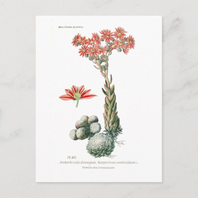 Carte Postale Semprvivum arachnoideum (Devant)