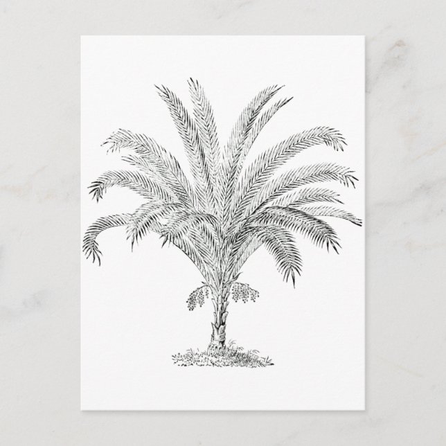 Carte Postale Senegal Date Palm (Devant)