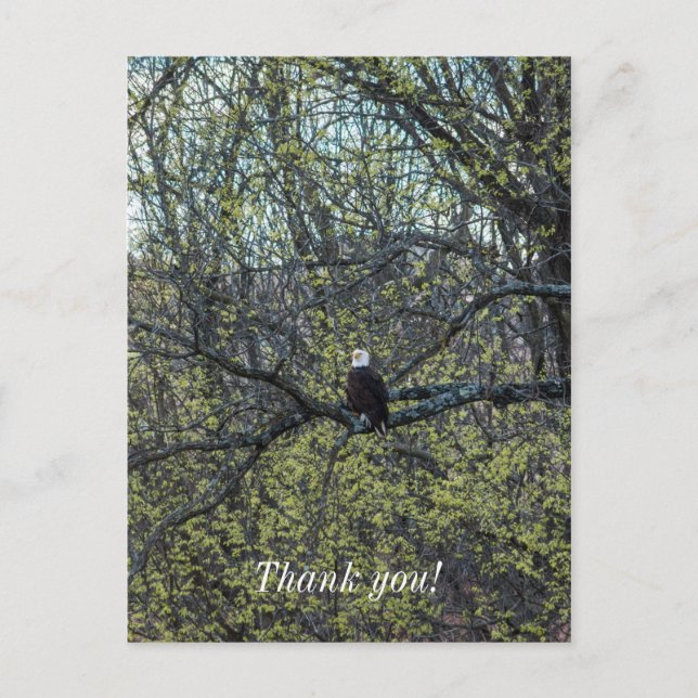 Carte Postale Sensibilisation aux aigles (Devant)