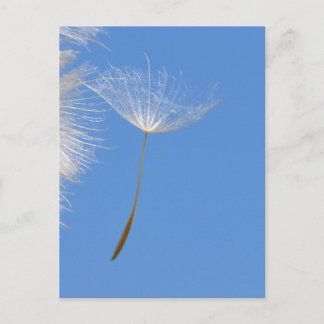 Carte Postale Sentez libre - Flying Dandelion seed