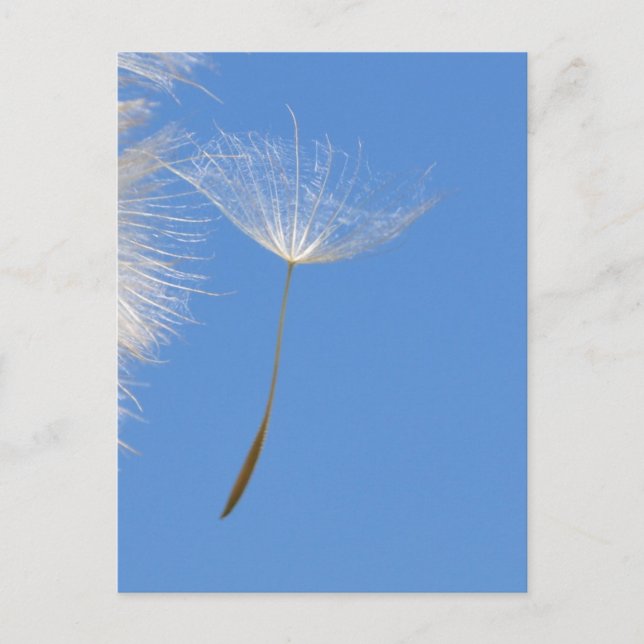 Carte Postale Sentez libre - Flying Dandelion seed (Devant)