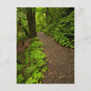 Carte Postale Sentier à travers la forêt