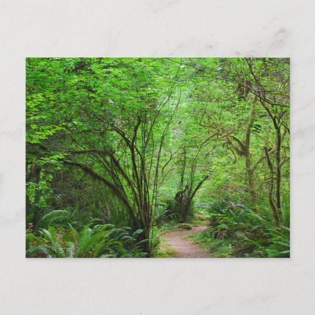 Carte Postale Sentier dans la forêt de séquoias (Devant)