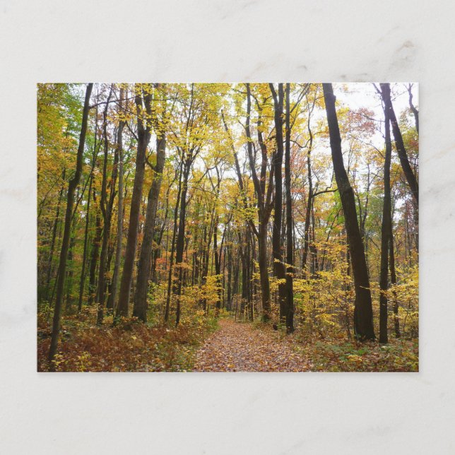 Carte Postale Sentier d'automne et feuilles dorées à Laurel Hill (Devant)