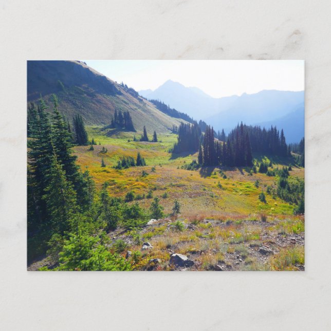 Carte Postale Sentier de Hurricane Ridge (Devant)