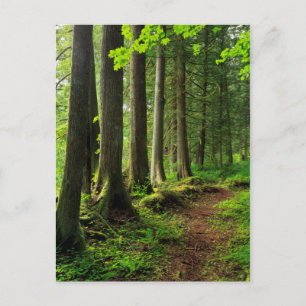 Carte Postale Sentier de la forêt verte Scénique