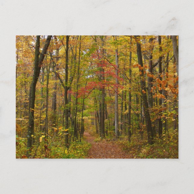 Carte Postale Sentier de Laurel Hill en automne (Devant)