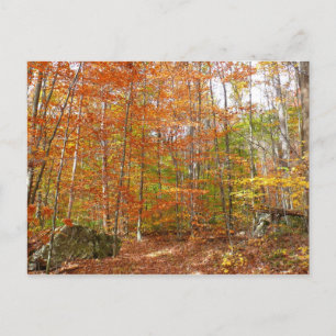 Carte Postale Sentier de l'automne de la lumière du soleil au pa