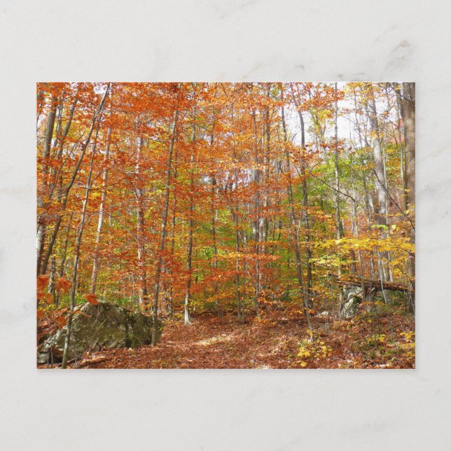 Carte Postale Sentier de l'automne de la lumière du soleil au pa (Devant)